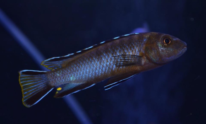 Chindongo longior 'Ngkuyo Island'